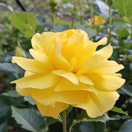 Privatunterkunft Viking Roznow