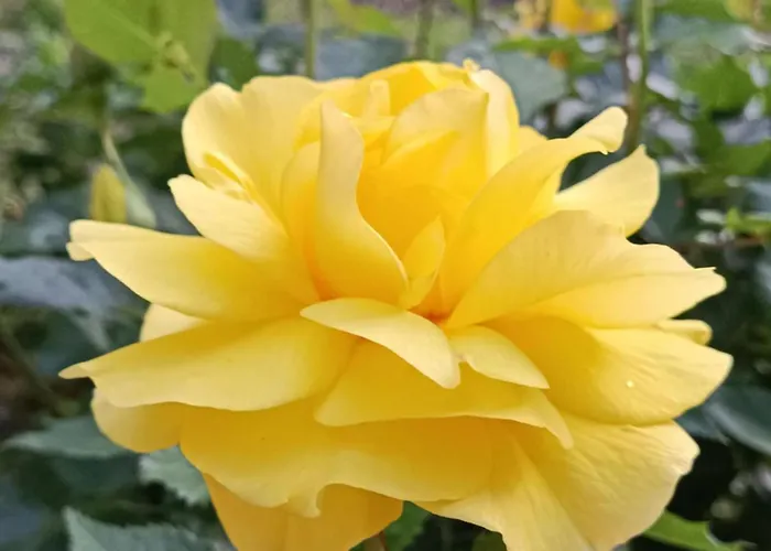 Privat bolig Viking Roznow